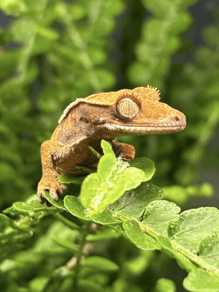 Crested gecko, ögonfransgecko, lillywhite gecko, lilly white crested gecko in fern, crested gecko in terrarium