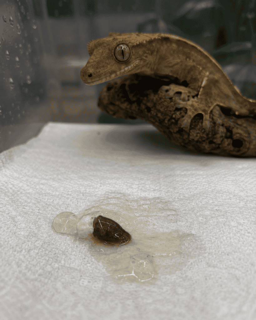 abnormal stool in a crested gecko enclosure