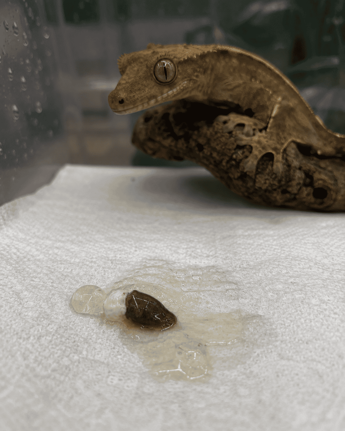 abnormal stool in a crested gecko enclosure