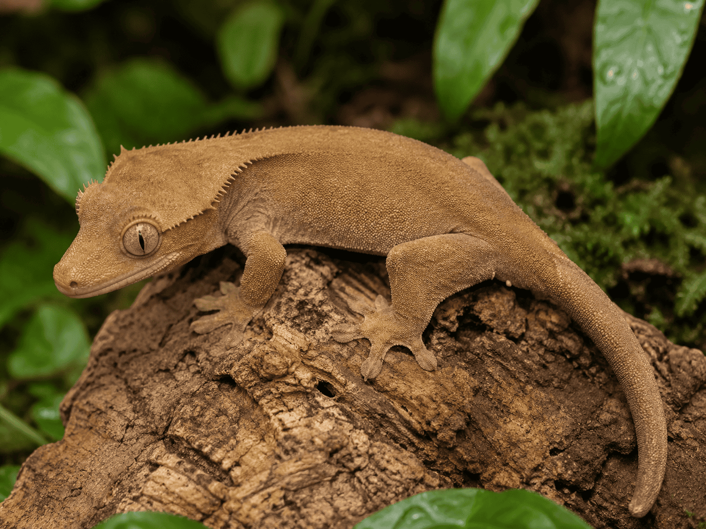Patternless ögonfransgecko (Correlophus ciliatus) i buckskin-färg utan mönster