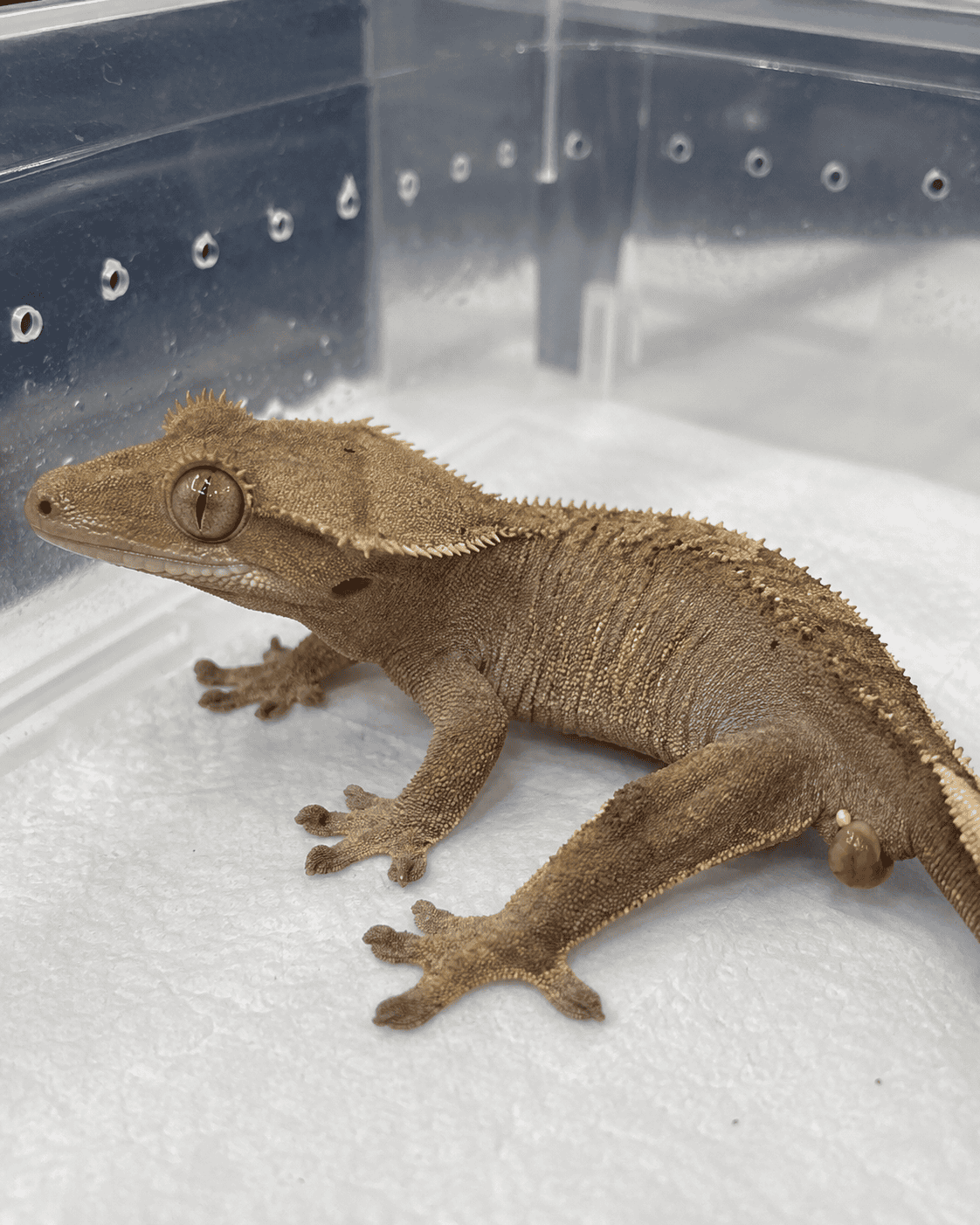 cloacal prolapse in a crested gecko