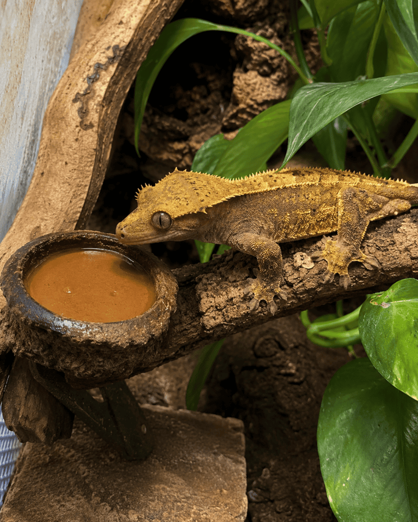 crested gecko beside an untouched food cup