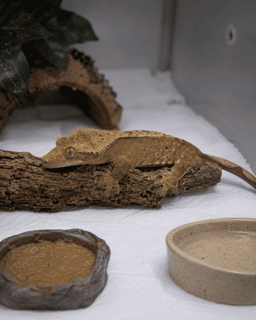 crested gecko showing weakness and reduced grip