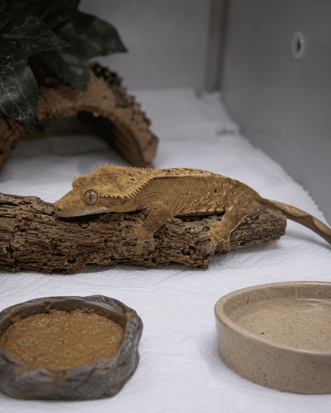 crested gecko showing weakness and reduced grip