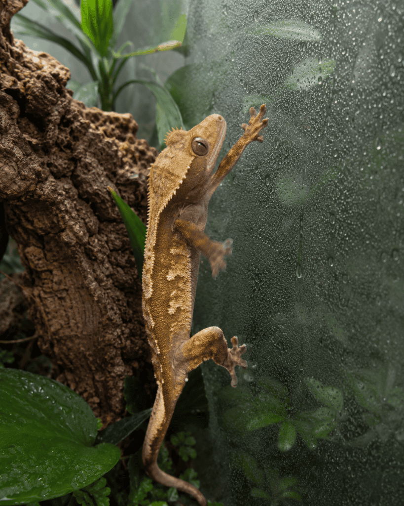 crested gecko slipping on wet terrarium glass