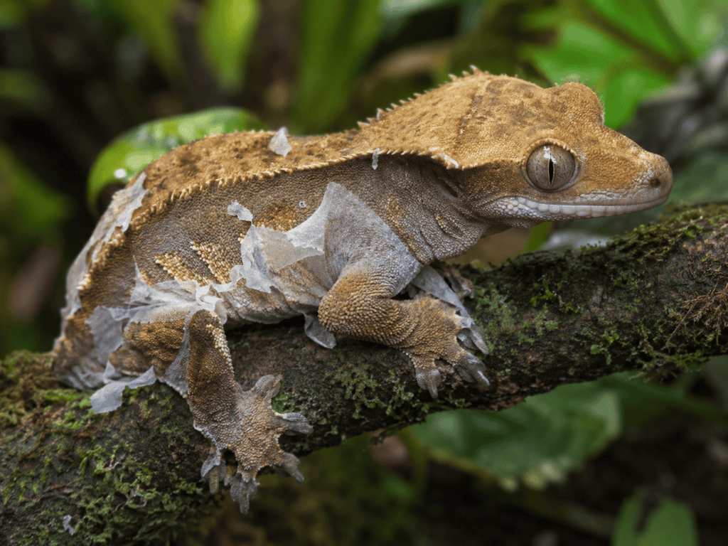 crested gecko shedding 3