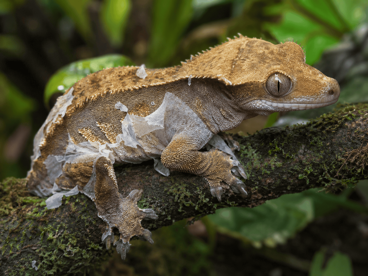 crested gecko shedding 3