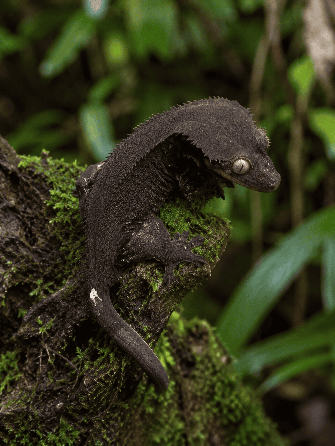 Ögonfransgecko (Correlophus ciliatus) med patternless bicolour-teckning i mörk charkoal och brunt