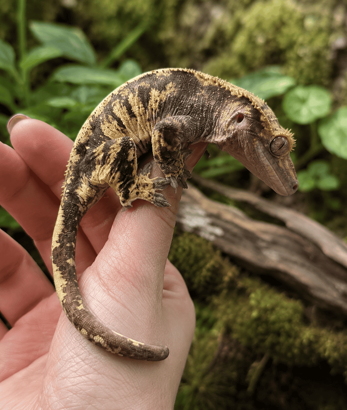 Ögonfransgecko (Correlophus ciliatus) med harlequin och partial pinstripe i mörk choklad och cream