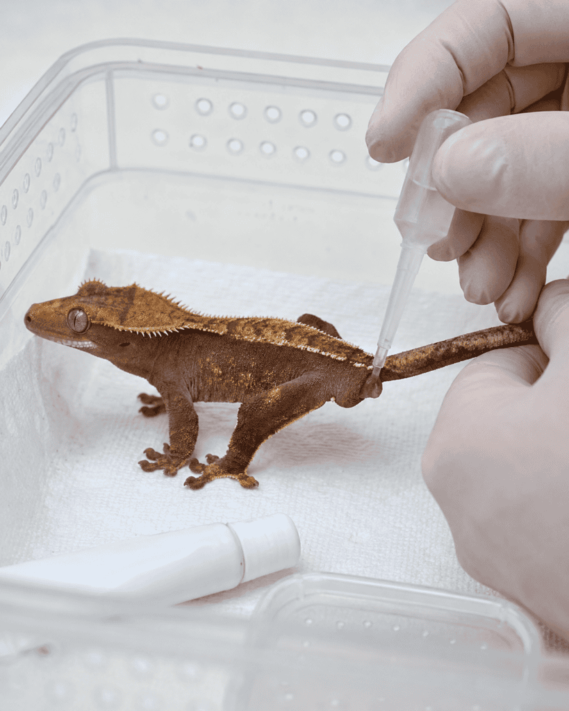 emergency care before transporting a gecko with prolapse
