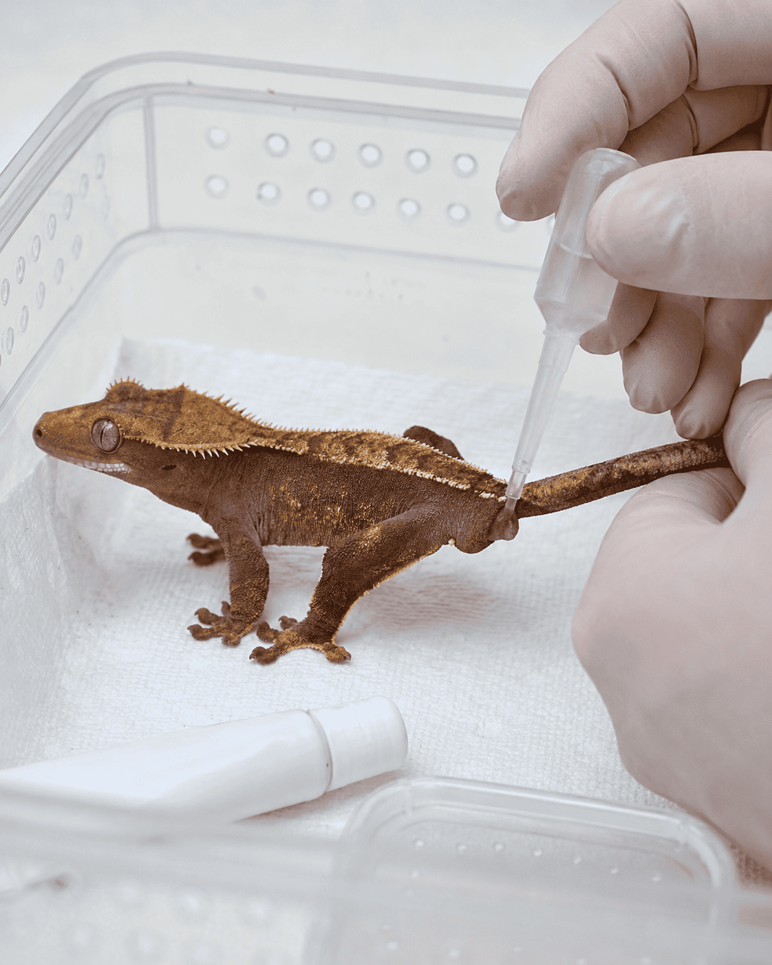 emergency care before transporting a gecko with prolapse