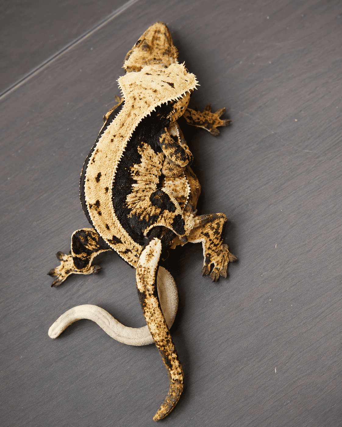 Parning av ögonfransgecko, hane och hona tillsammans i terrariet