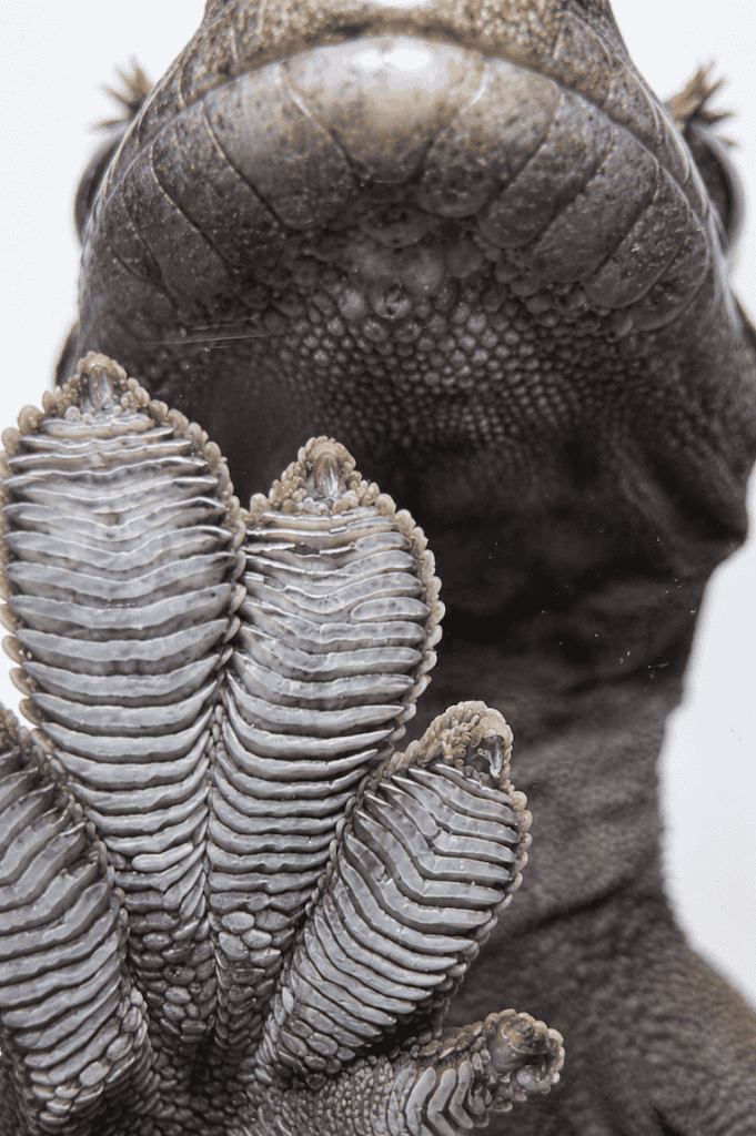 final crested gecko foot and head close up