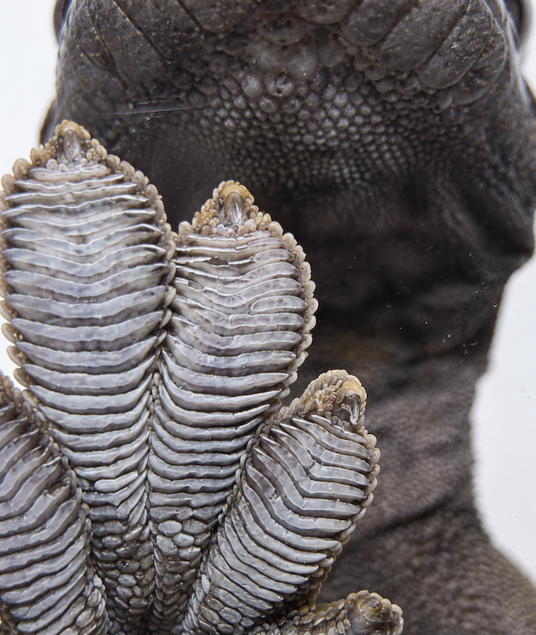 final crested gecko foot and head close up