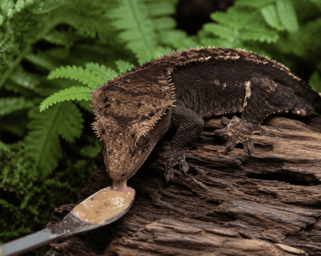 final feeding spoon crested gecko