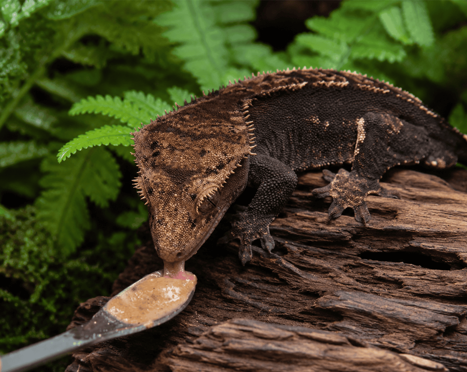 final feeding spoon crested gecko