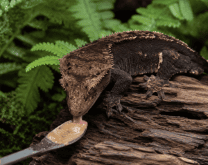 final feeding spoon crested gecko