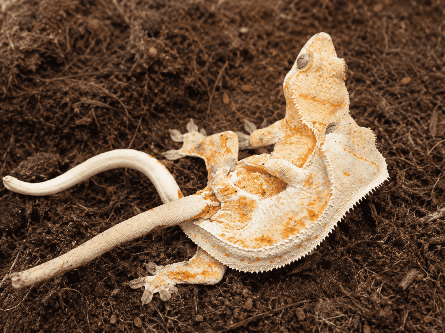 Ett par ögonfransgeckos (creamsickle) tillsammans inför parning