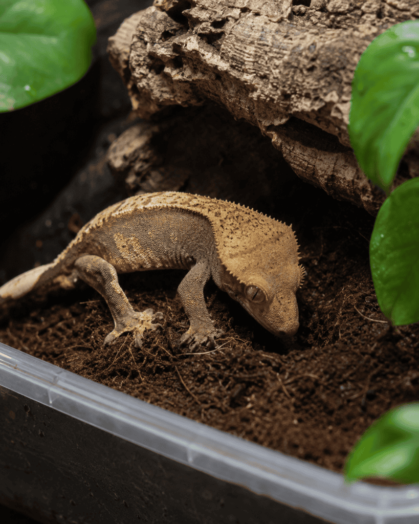 female crested gecko preparing to lay eggs 3