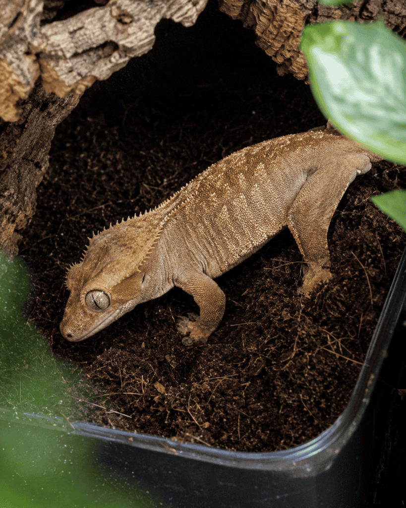 female crested gecko preparing to lay eggs