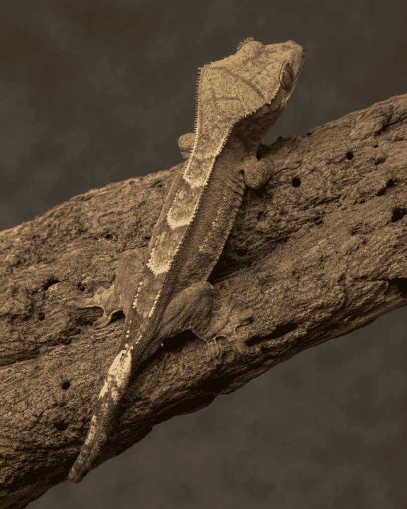low body condition in a crested gecko