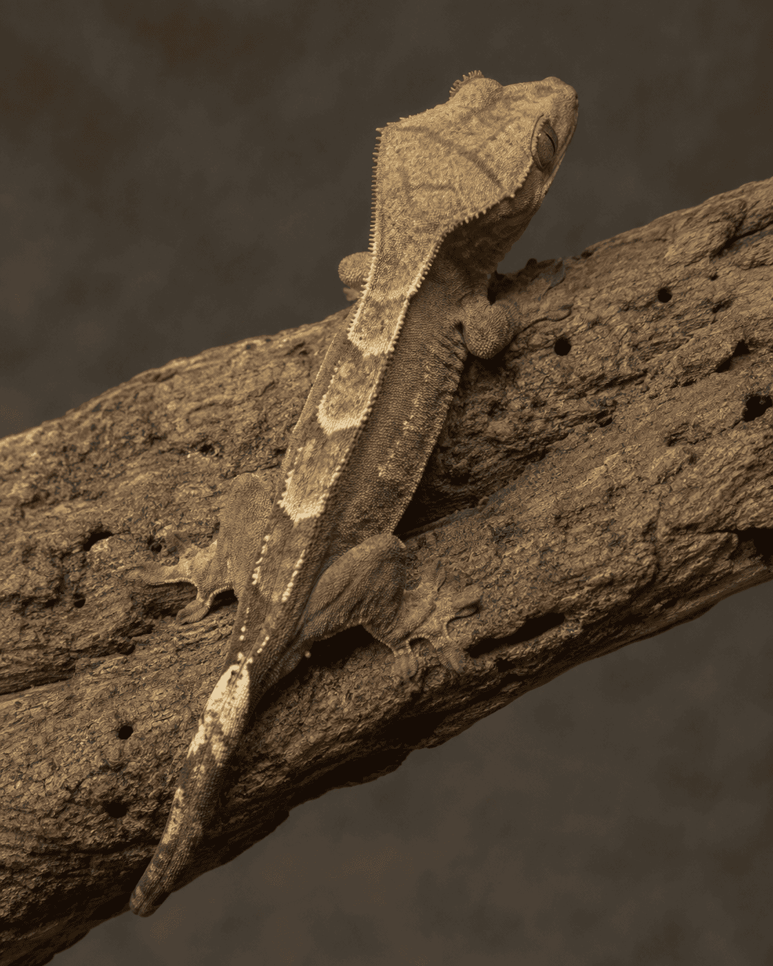 low body condition in a crested gecko