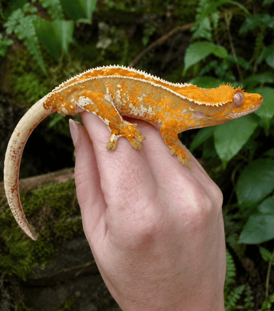 orange and cream tricolor harlequin pinstripe