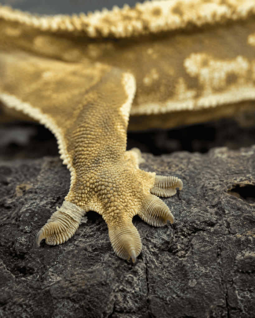 retained shed around a crested gecko’s toe 3