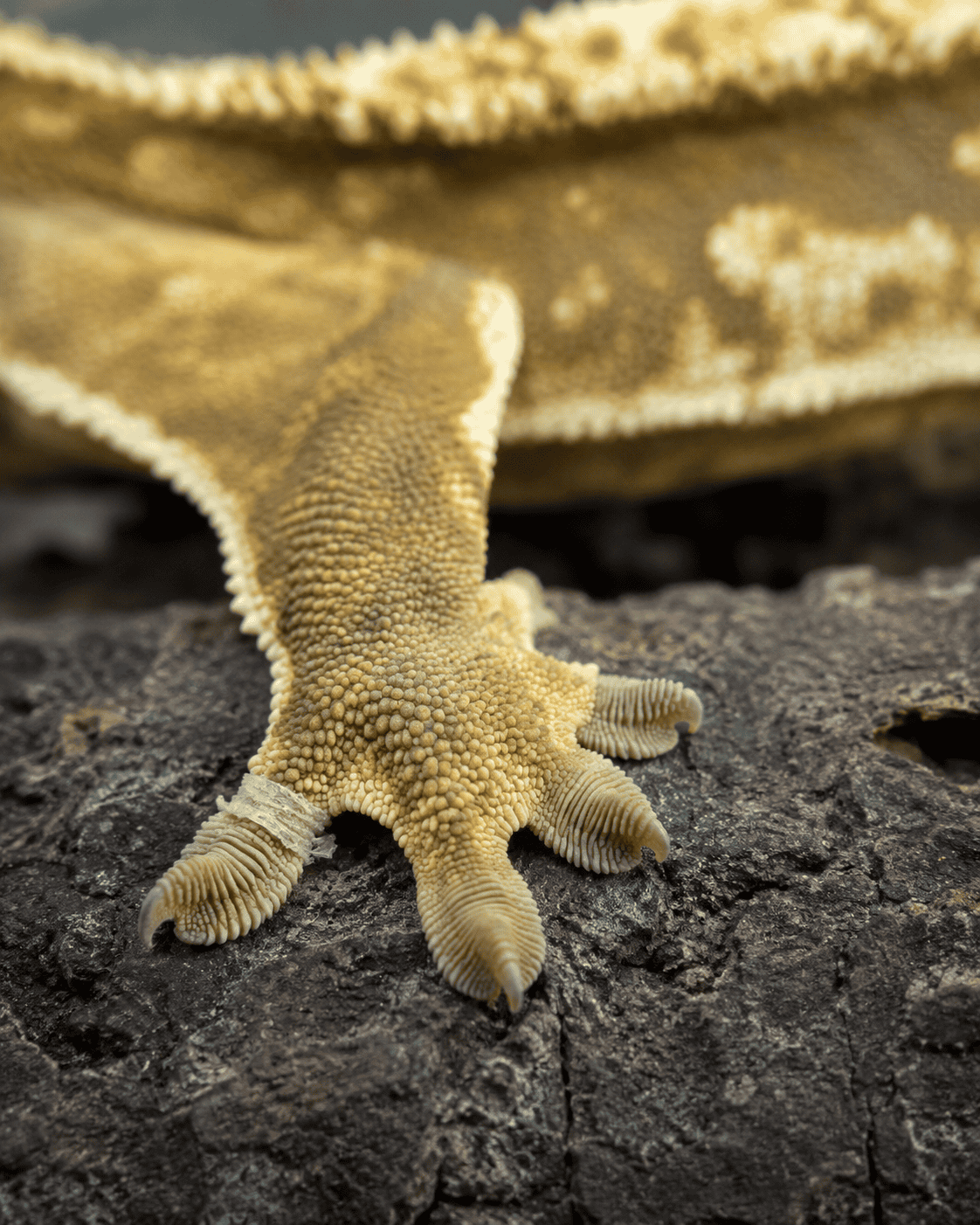 retained shed around a crested gecko’s toe 3