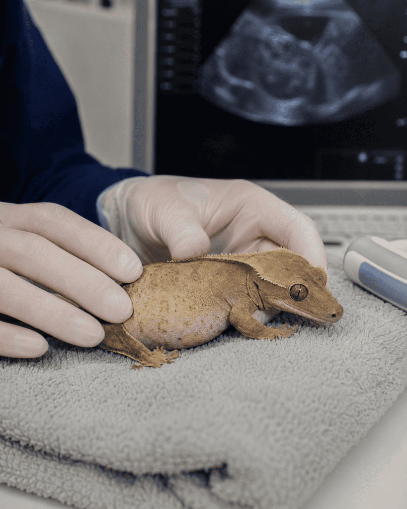 veterinary examination for suspected egg binding crested gecko