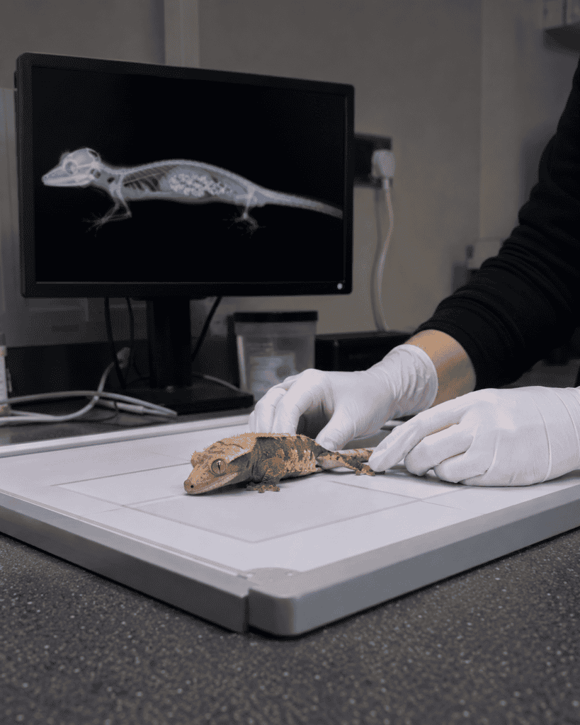 veterinary imaging for suspected impaction