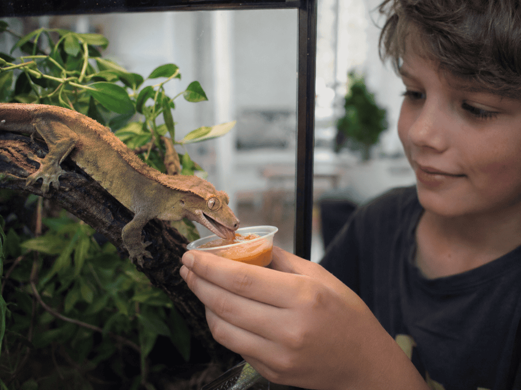 child feeding gecko cgd