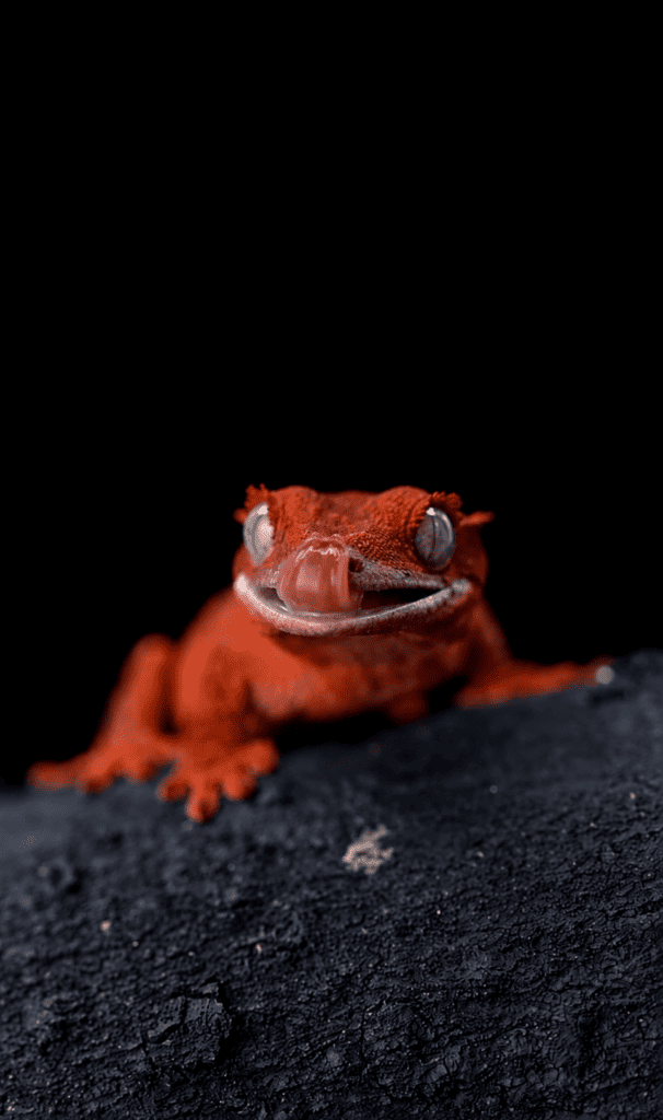 cool red crested gecko licking