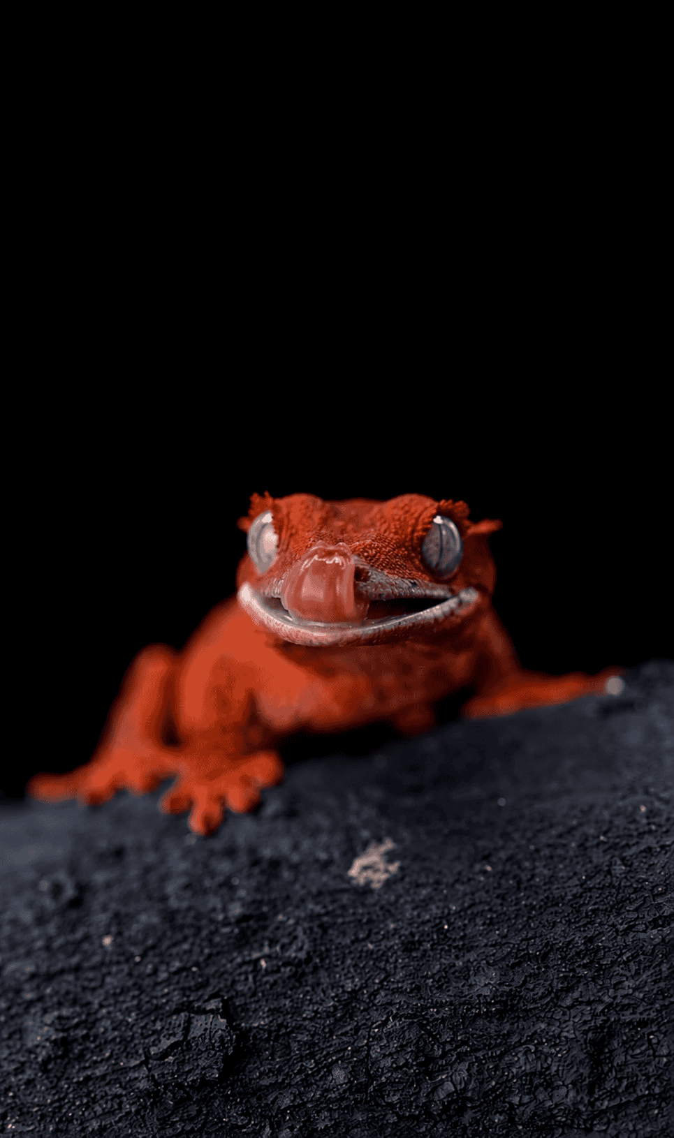cool red crested gecko licking