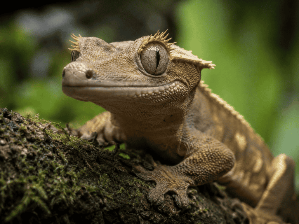crested gecko close up face