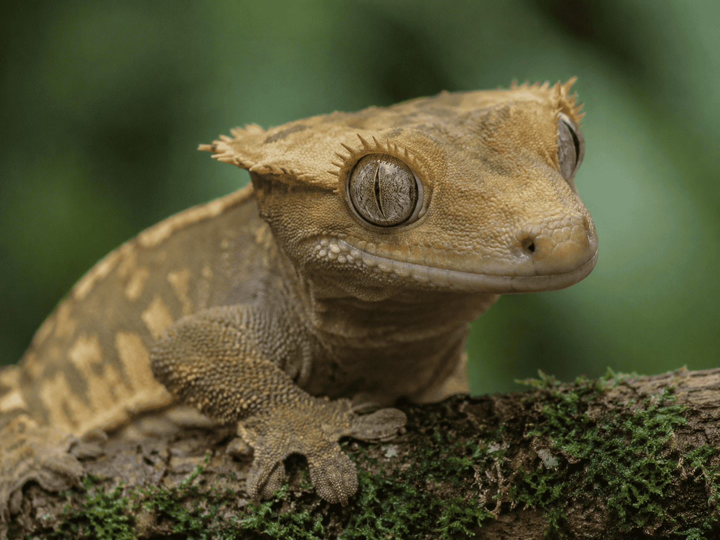 crested gecko close up face blur background