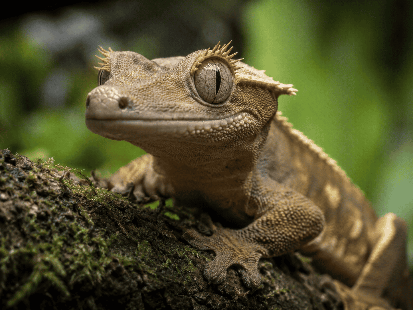 crested gecko close up face