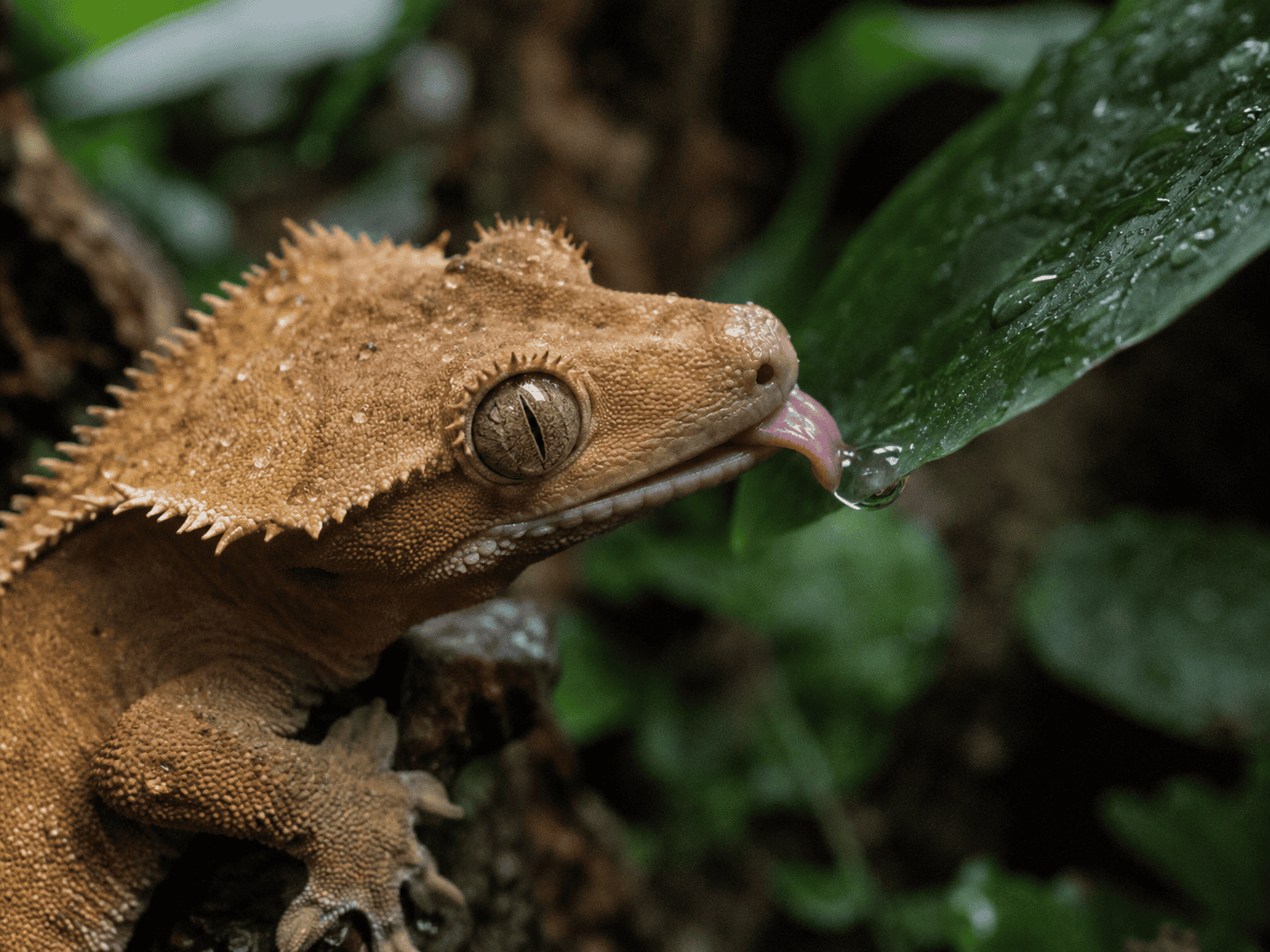 crested gecko drinking from plant