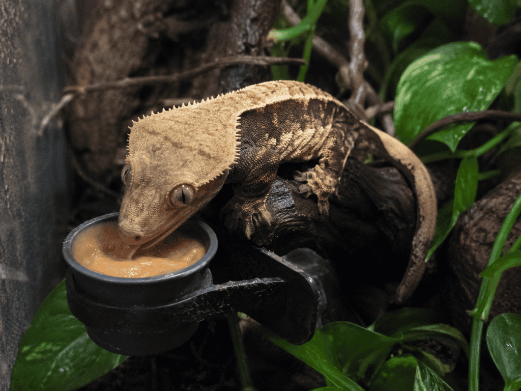 crested gecko eating cgd