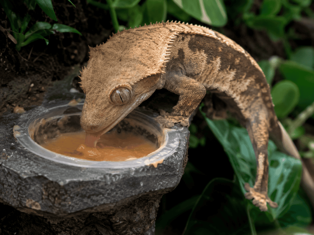 crested gecko eating cgd 2