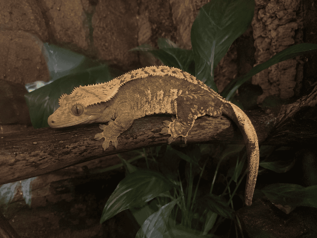 Ögonfransgecko (Correlophus ciliatus) på gren i terrarium