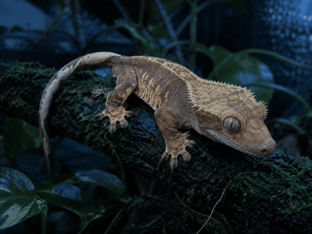 crested gecko night