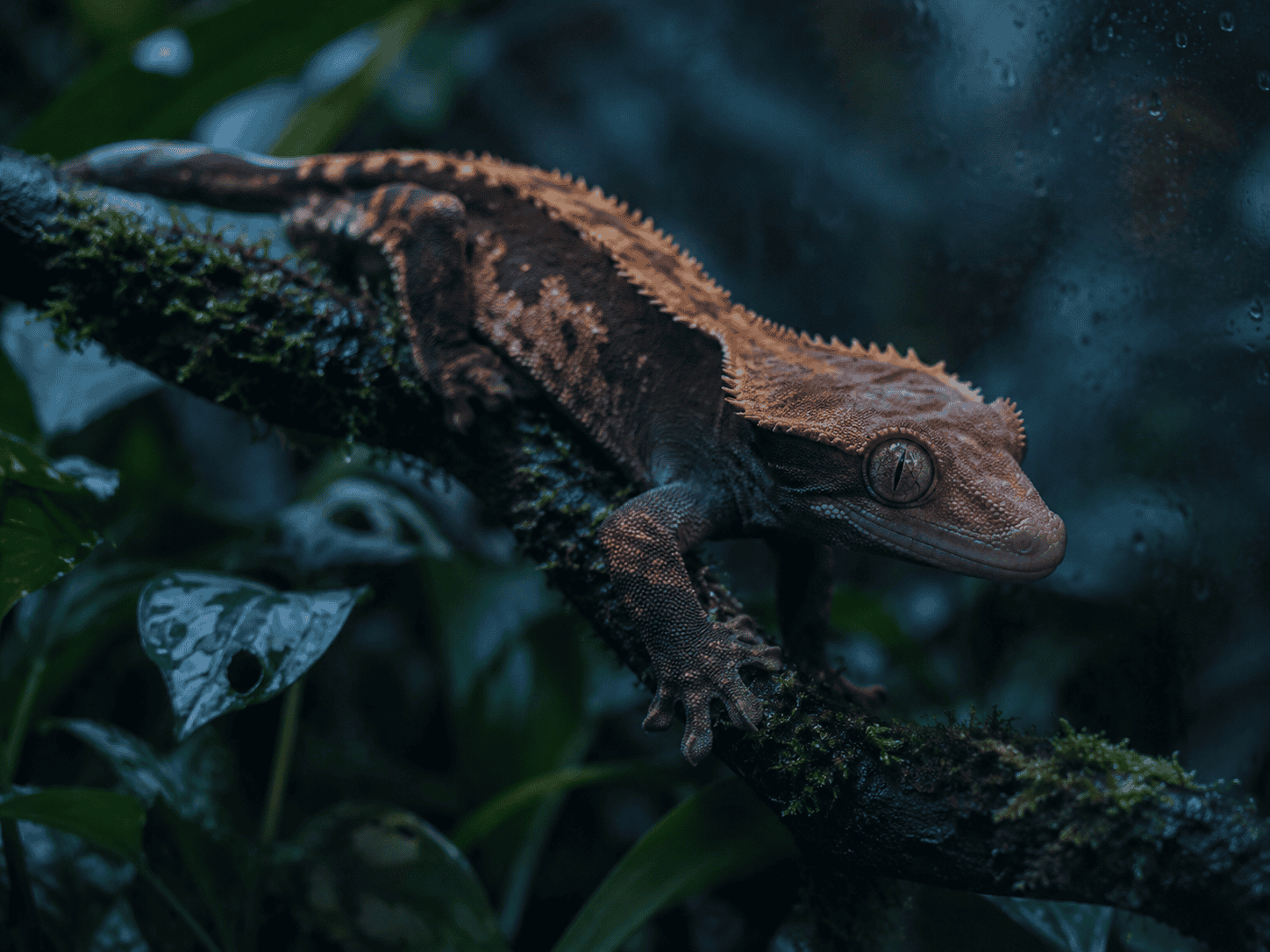 crested gecko night 5
