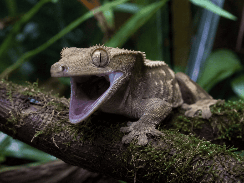 crested gecko open mouth 3
