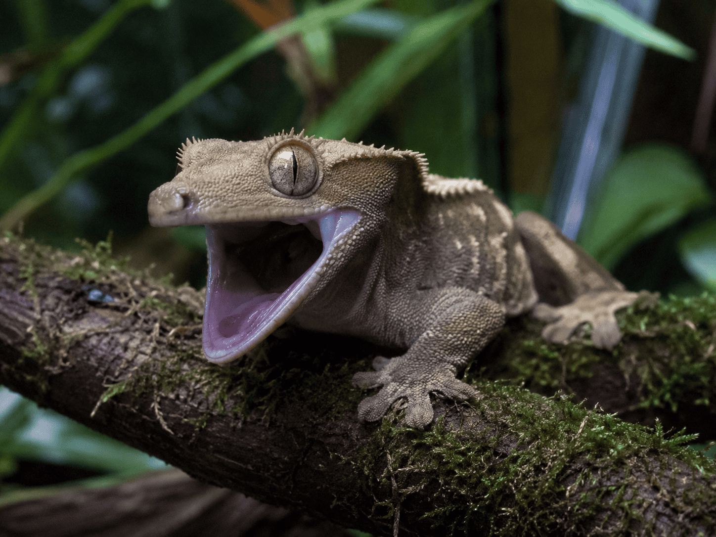 crested gecko open mouth 3