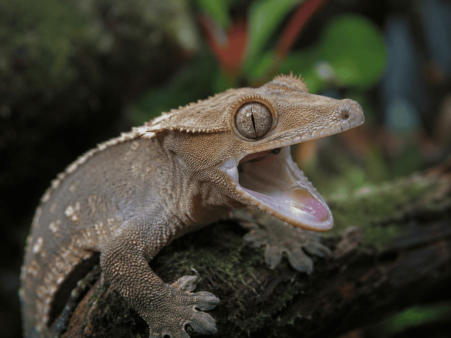 crested gecko open mouth 4