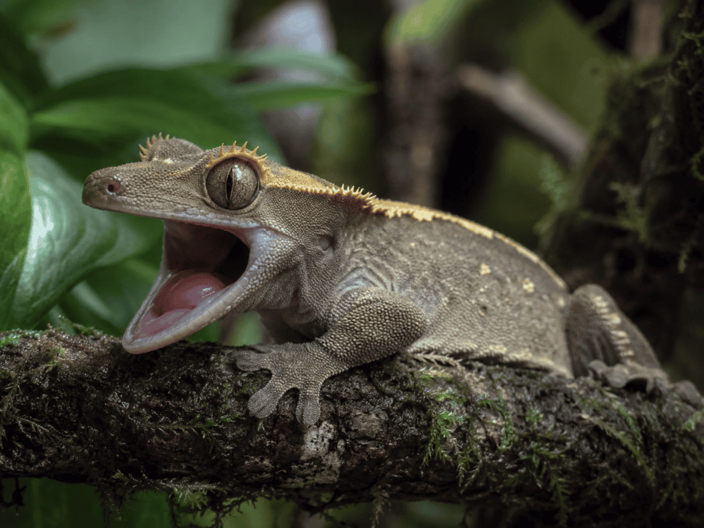 crested gecko open mouth 5