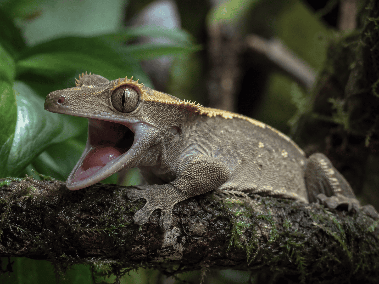 crested gecko open mouth 5