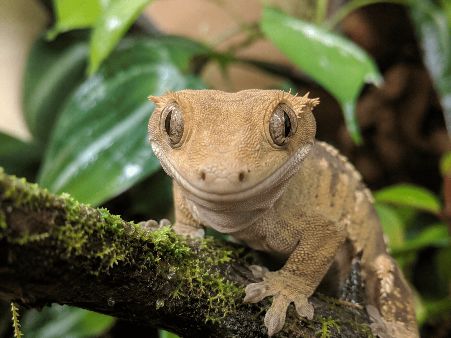 Ögonfransgecko (Correlophus ciliatus) framifrån på mossig gren i terrarium