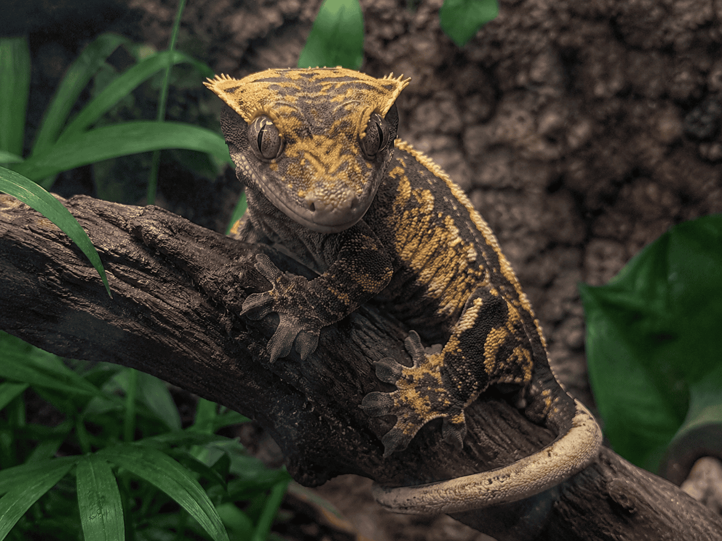 harlequin crested gecko on branch